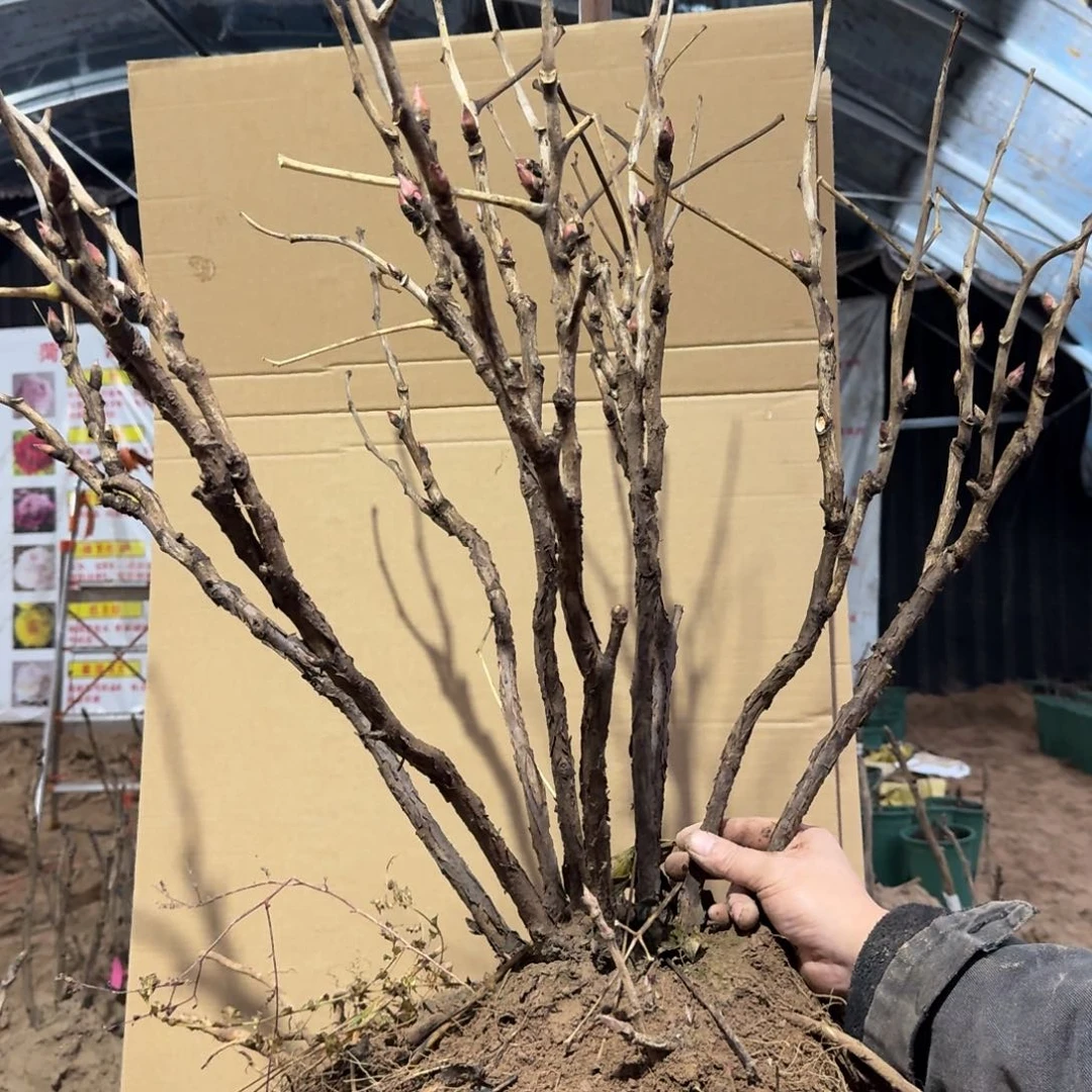 墨润绝伦大老壮桩