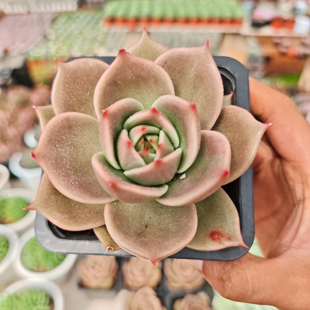 精品星星  拾忆多肉 好养阳台多肉植物