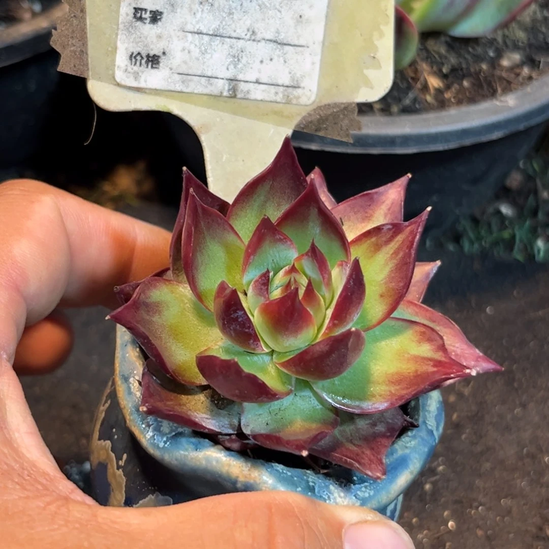 惊鸿仙子多肉植物565