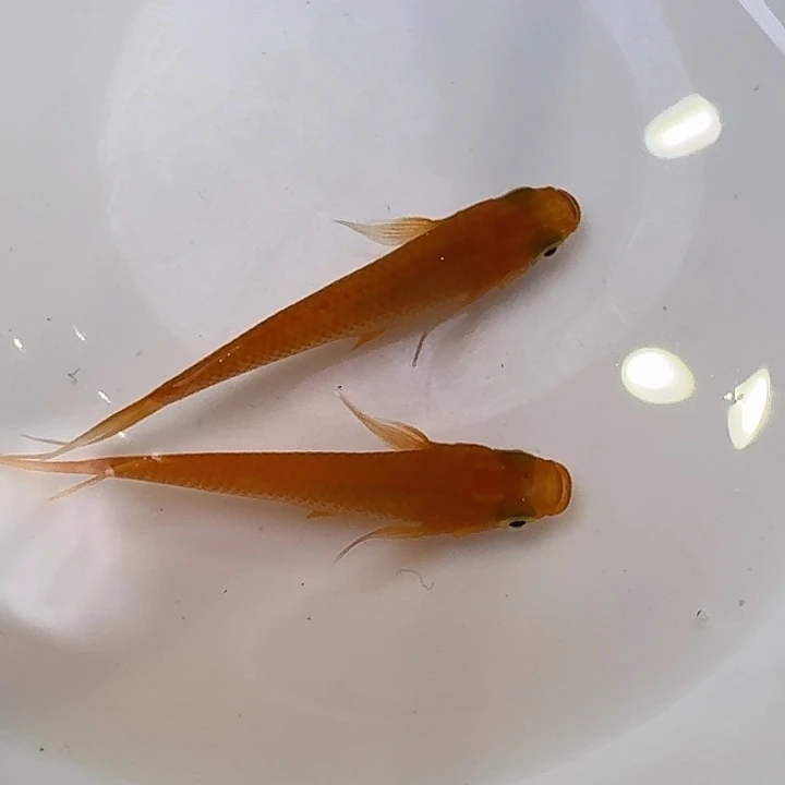 青鳉鱼77号拍品长鳍红帝