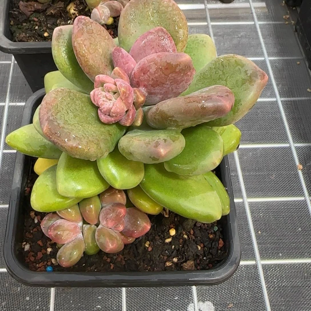 从前慢花园精选多肉芒果奶