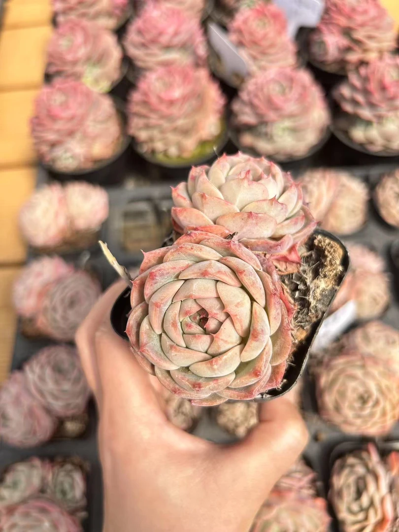 7#双头冰美人   前男友精品多肉 SM0535