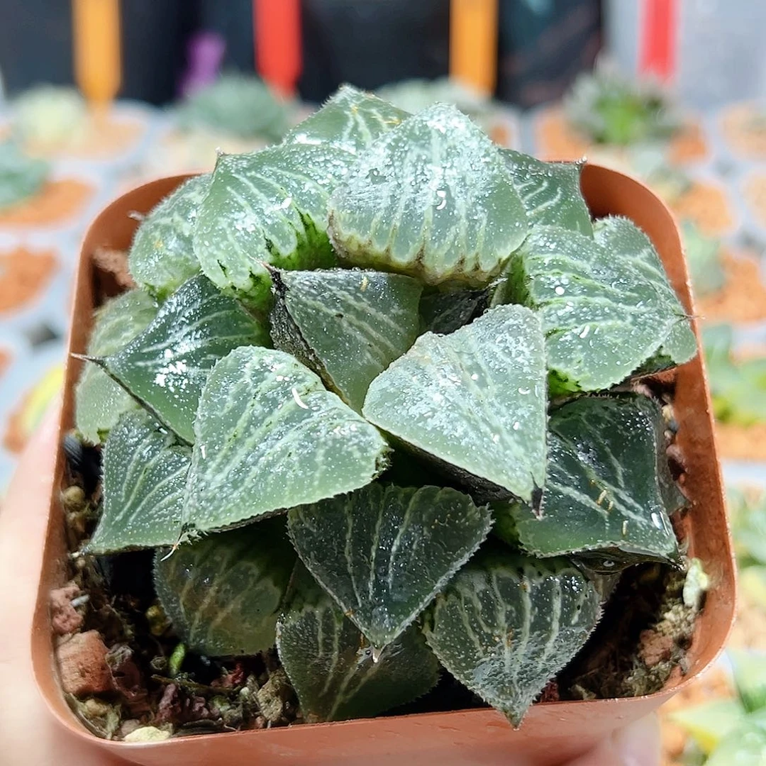 十二卷多肉春雷寿