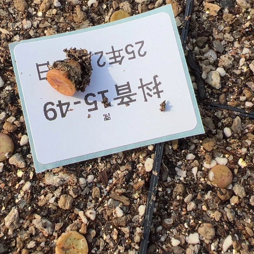 15-49量拍金币纽扣一颗