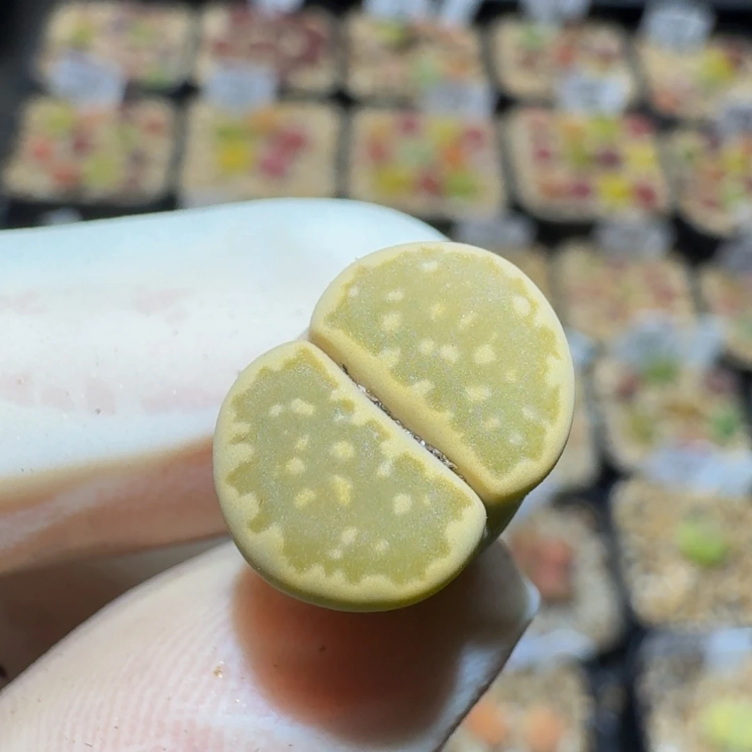 淡***边Ssss精品生石花344