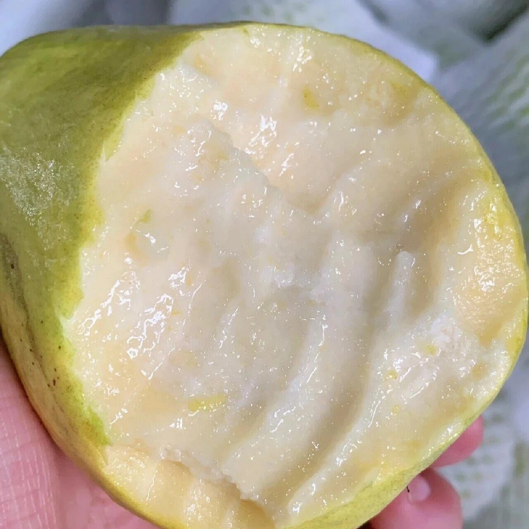 奶油芭乐树熟软糯香甜江苏省