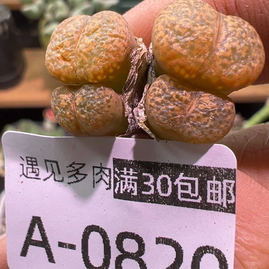 多肉植物11111111111