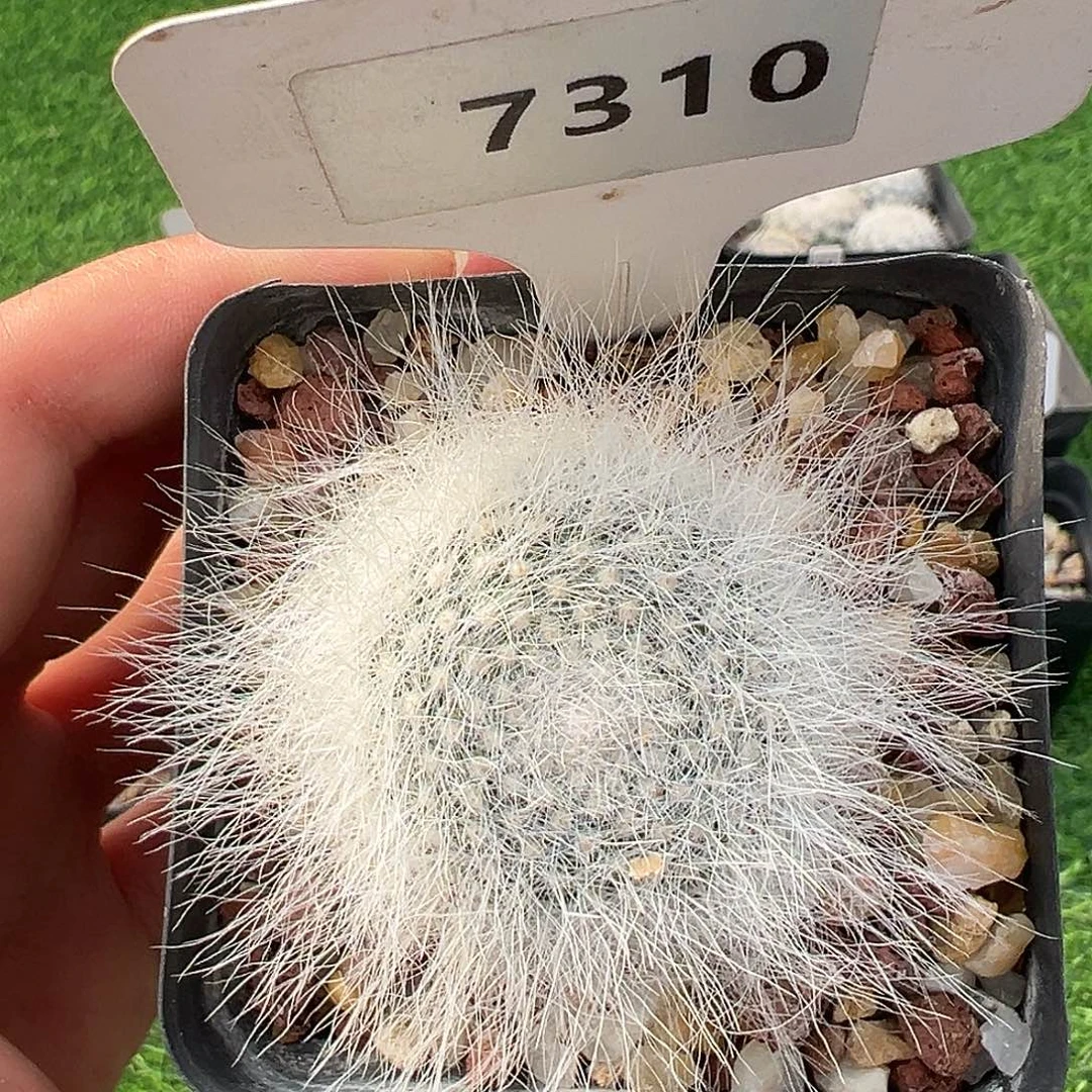 7310 雪猿玉翁侧芽清货满 39 包邮，非偏远