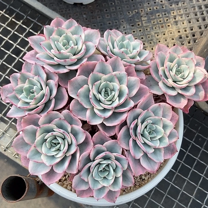 奶油黄桃锦捧花大群