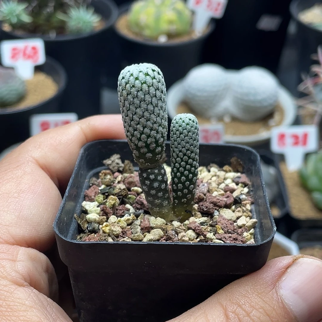 实生双头精巧殿 特价