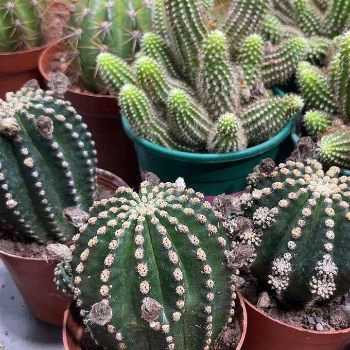 红花金刚带花苞一杯