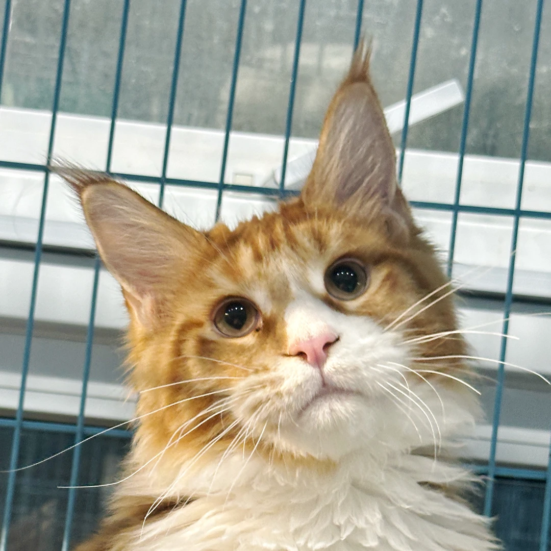 来了姊妹-红虎加白缅因猫-弟弟-53