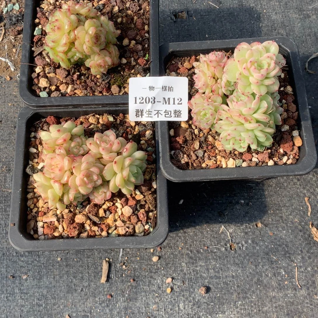 - 物 一框拍 1203-M12 群生不包整3