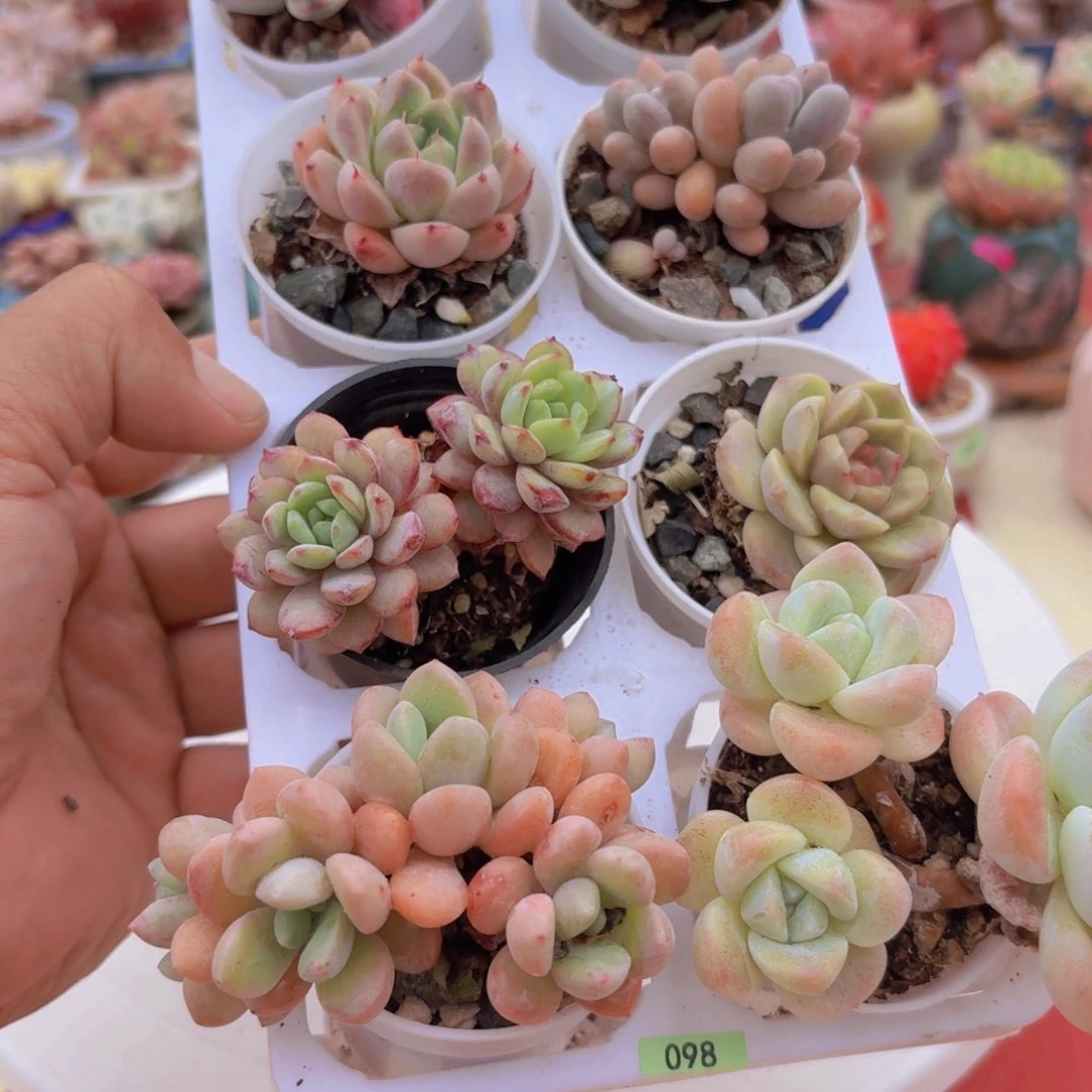 框拍一物一拍编号098