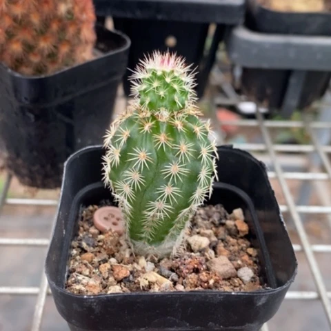 青花虾单头2仙人球