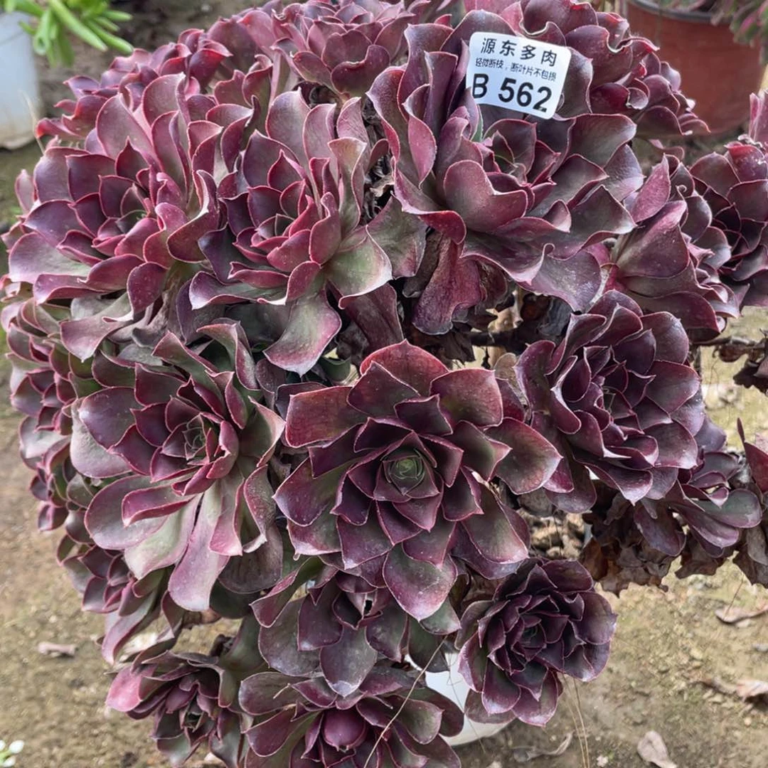 562魅金多肉法师断枝不包