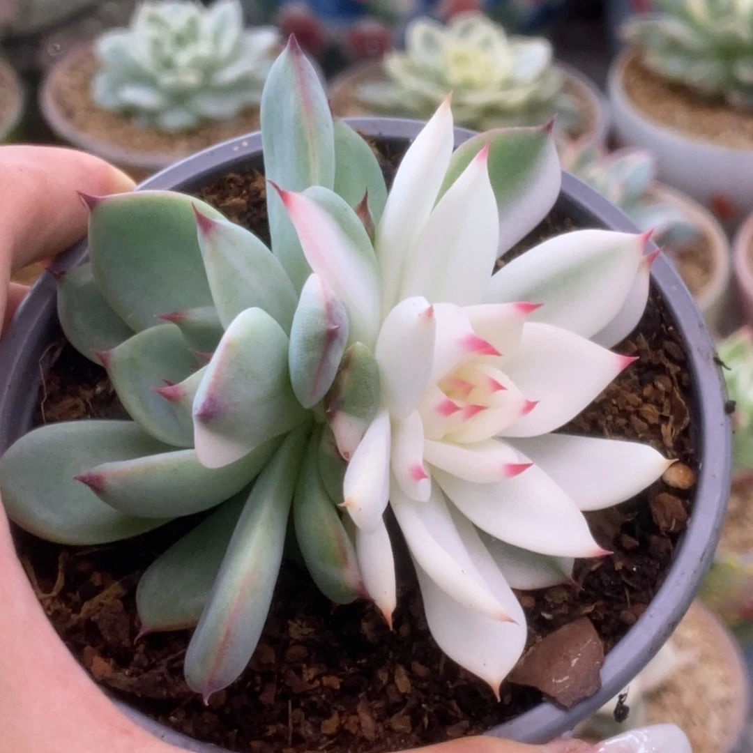 137锦锦锦锦锦锦锦锦锦