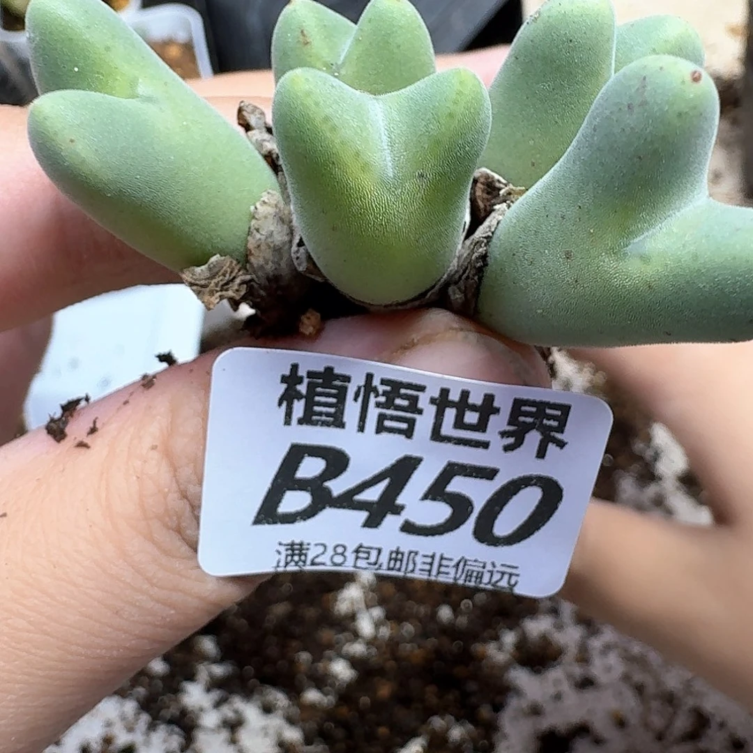 多肉植物的润泽fgbb