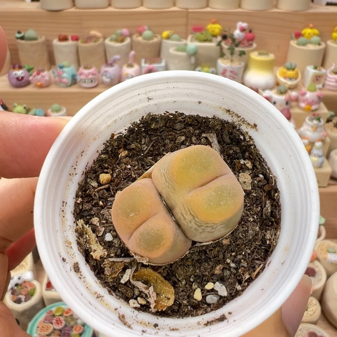 多肉植物100号双头毛