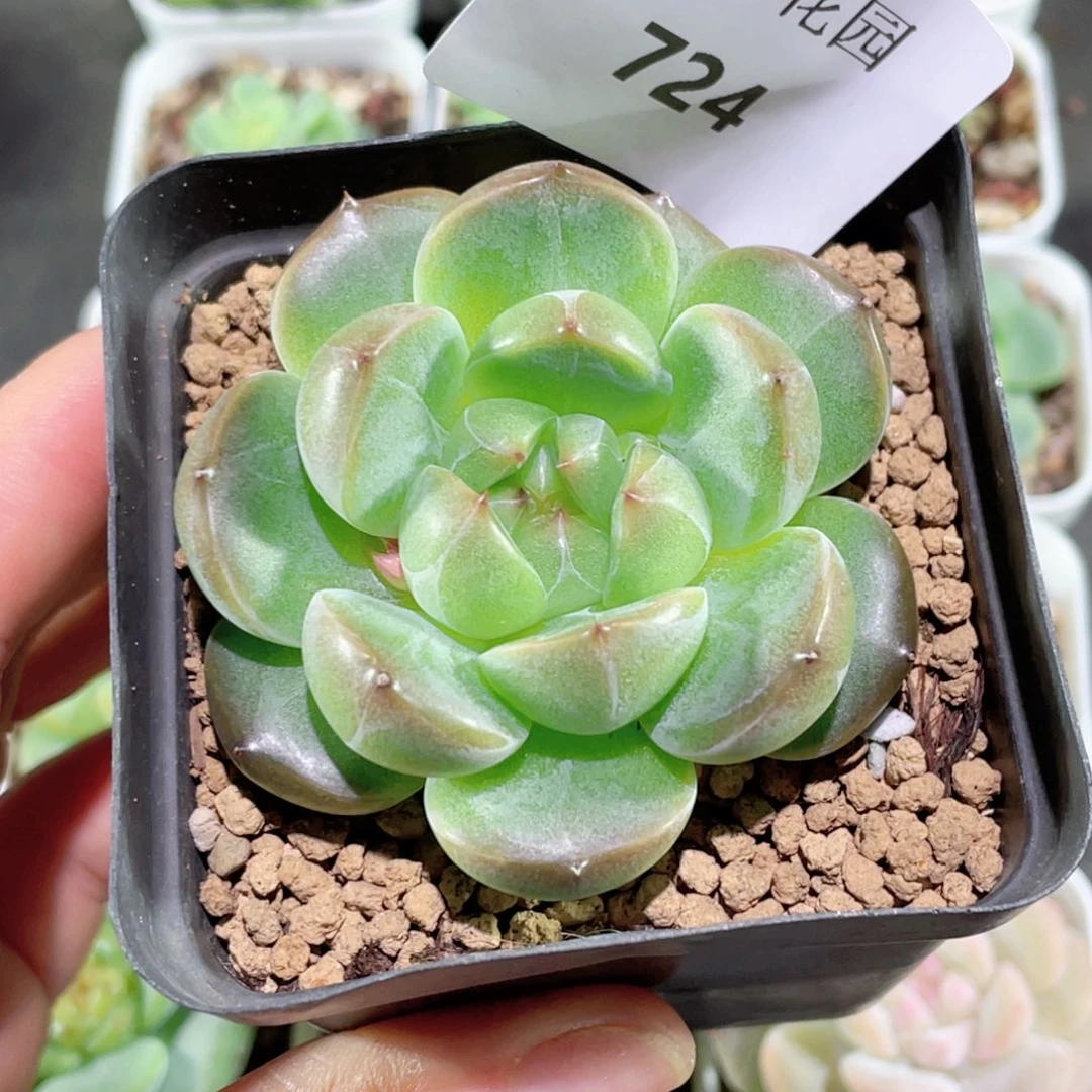 724号糖心冰心珍妮