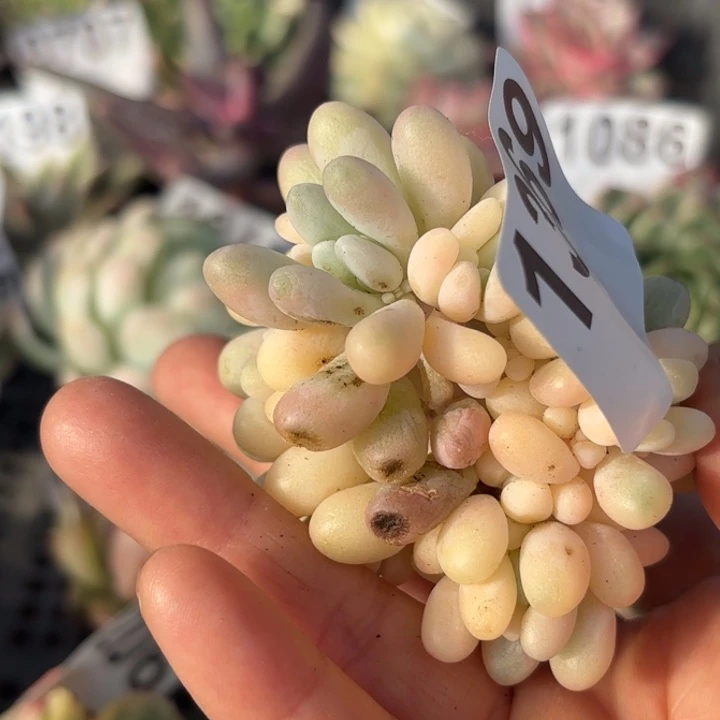 头盖锦多肉植物满18包邮当场凑单不满单隔天发顺丰到付