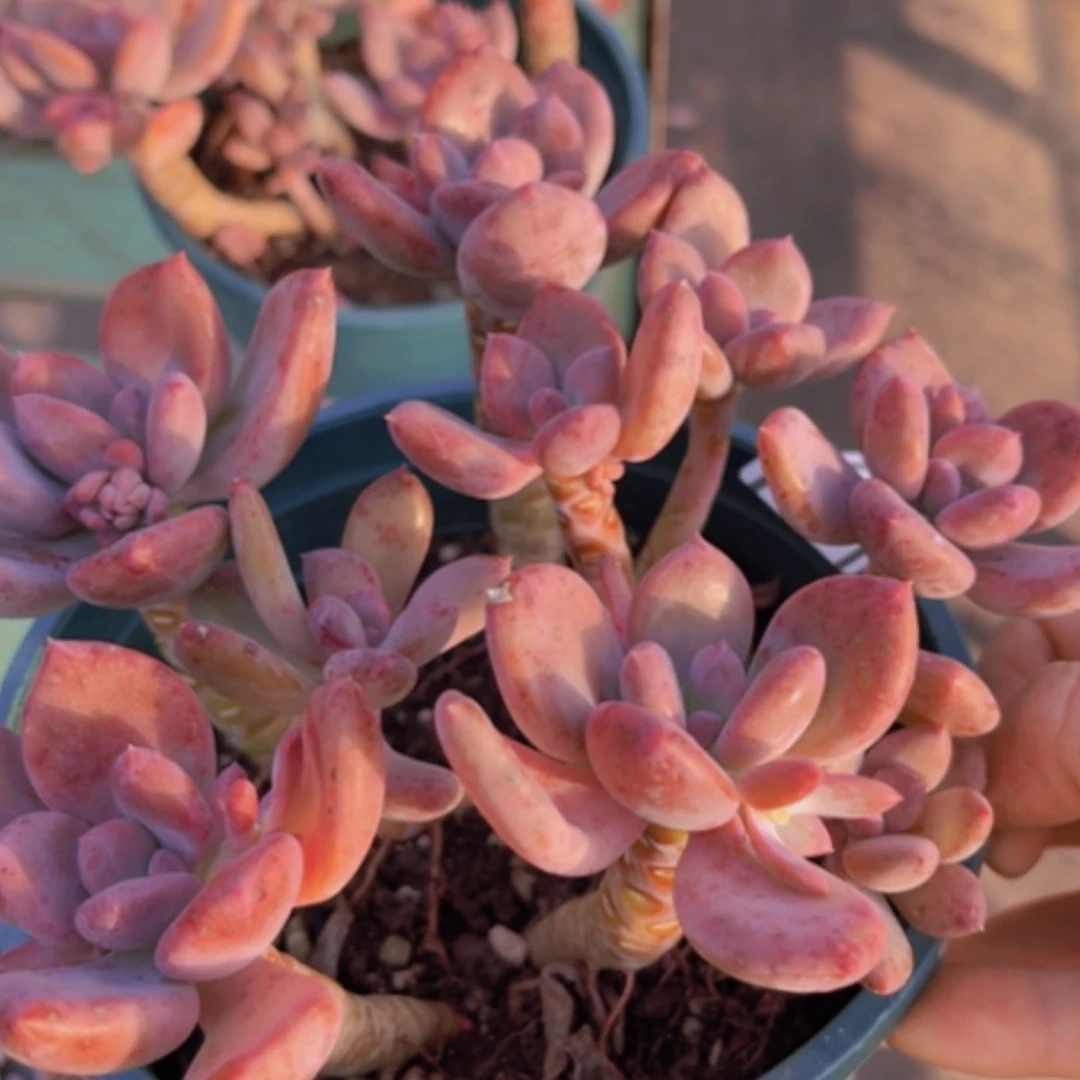 【闪购商品】灰姑娘13187