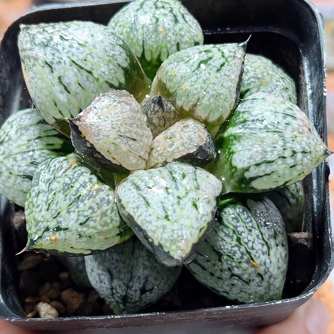 十二卷多肉大久保