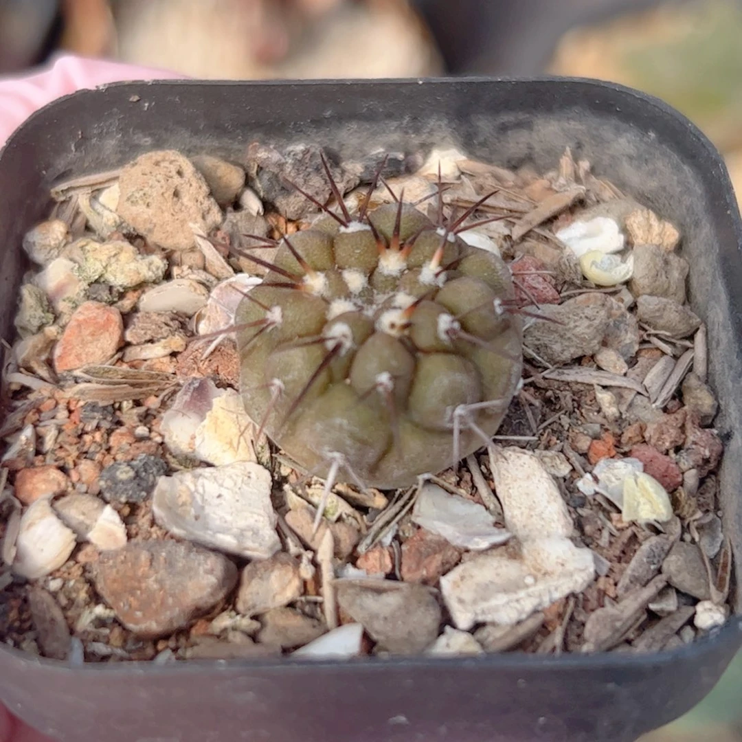 C****9实生 黑王仙人球