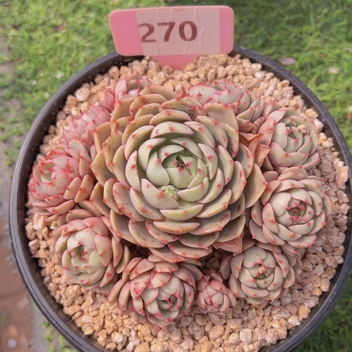 健健康康平平安安多肉