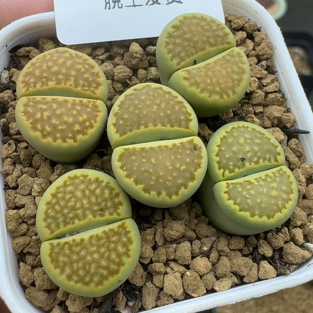 990多肉哈哈哈哈好怪