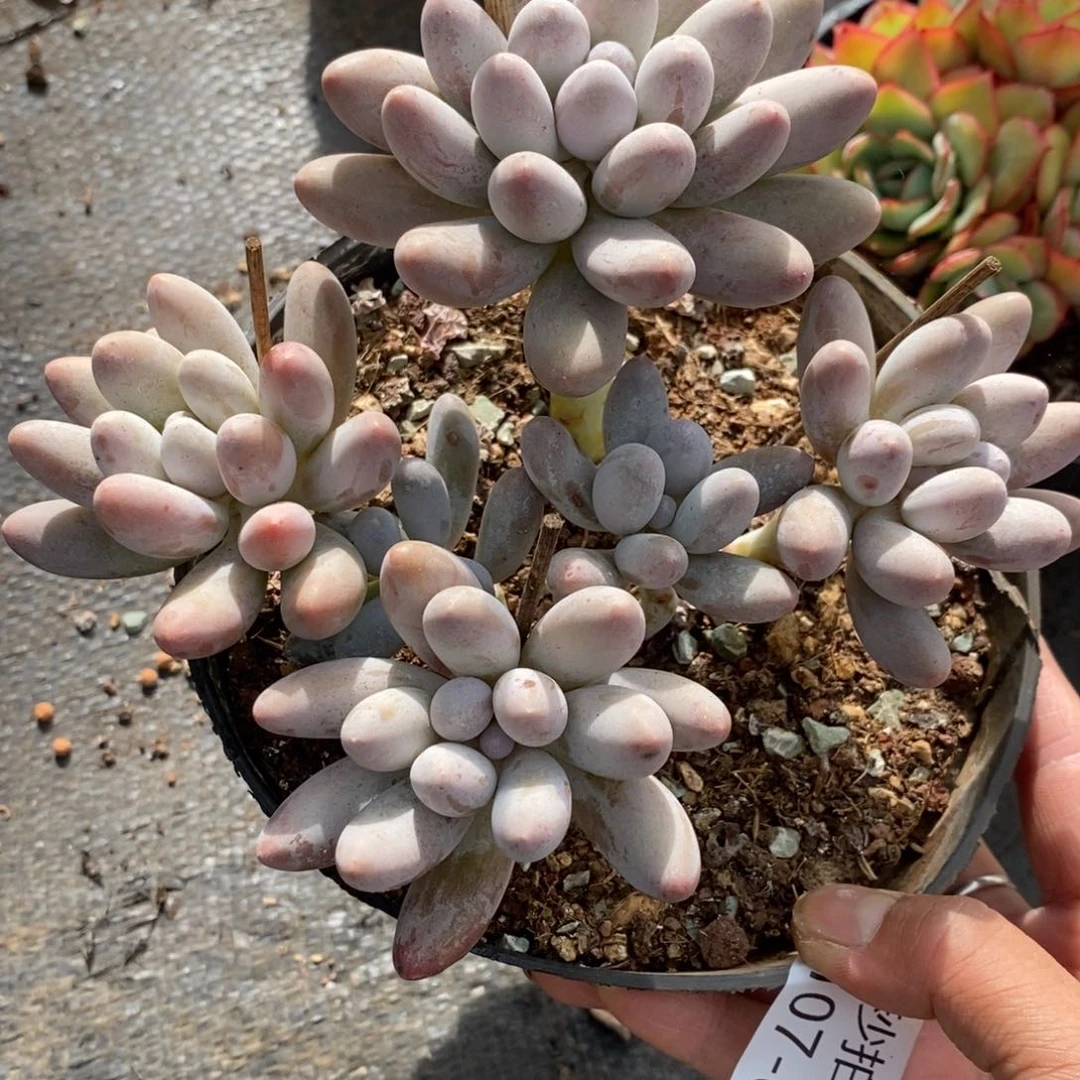 两单包邮1107-83汤圆