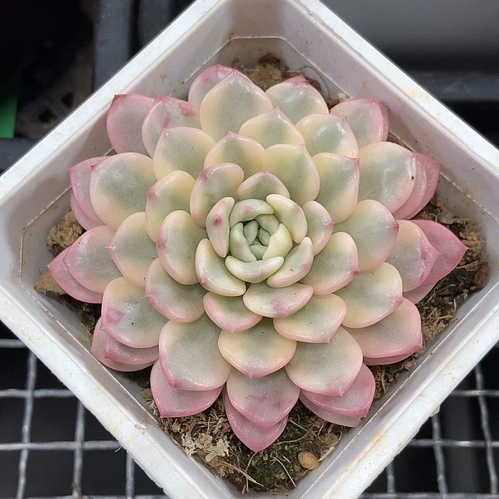红宝石锦多肉植物