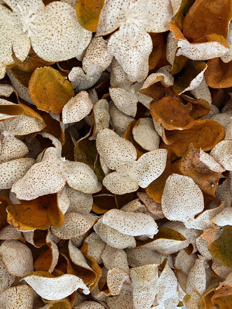 断皮福利梅江【塞口围】精选原枝老树冬后大红皮2024新会梅江大红