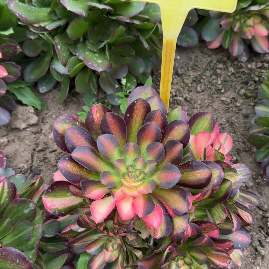 5-36---多头多肉流星雨