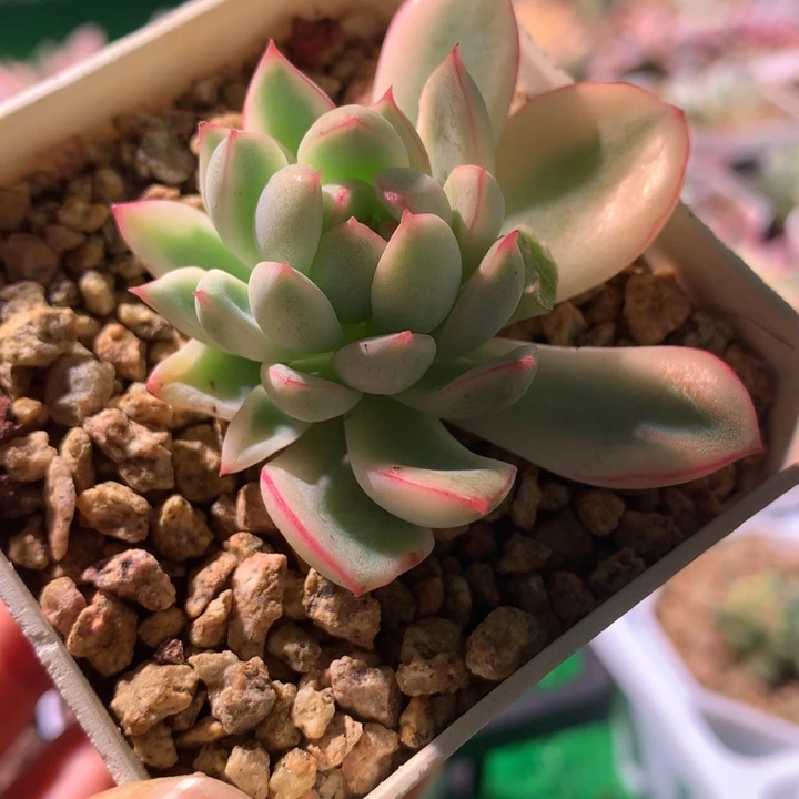 白锦荷花，锦哥多肉，
