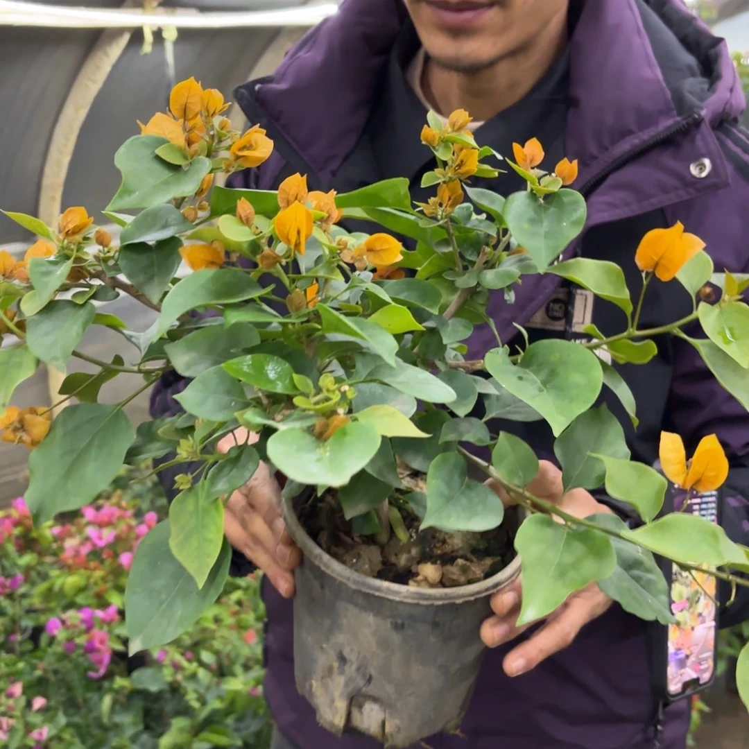 全部花苞（金色光辉）三角梅会落花落叶甚至会光杆苗有大有小