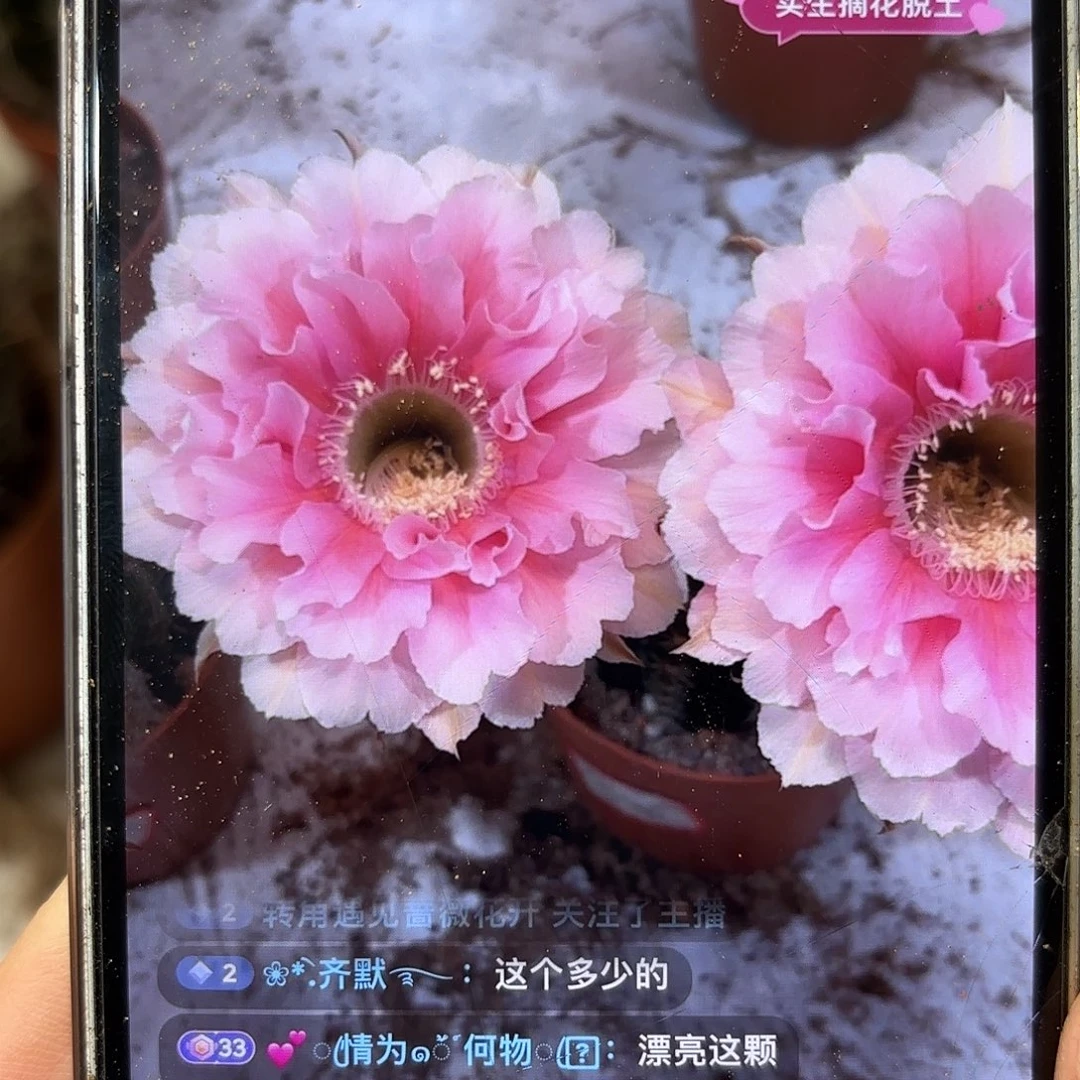彩草珊瑚6公分左右