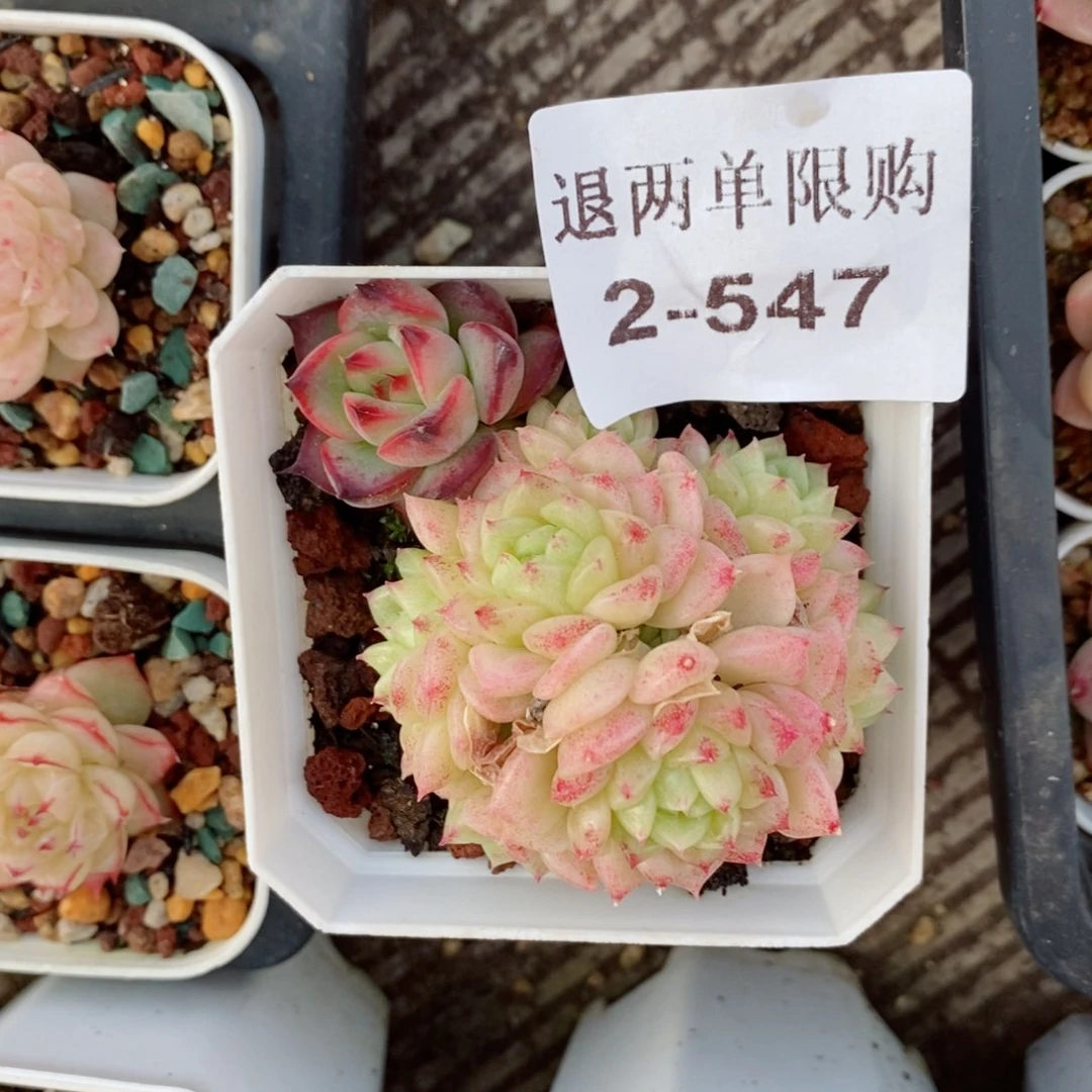 咪***堡2-547 新疆西藏内蒙不发货 零下不拍保温箱