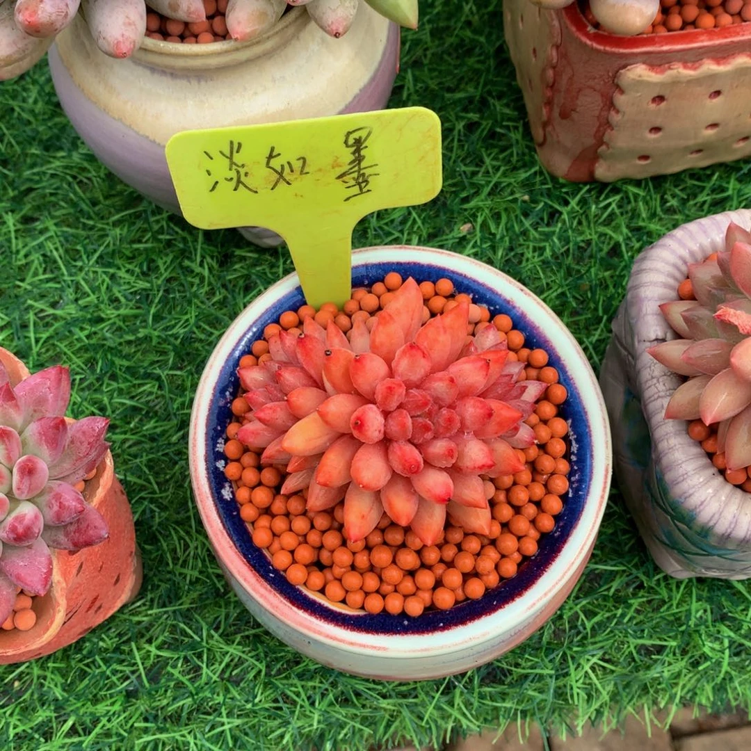 L***y车厘子多肉植物6263636363
