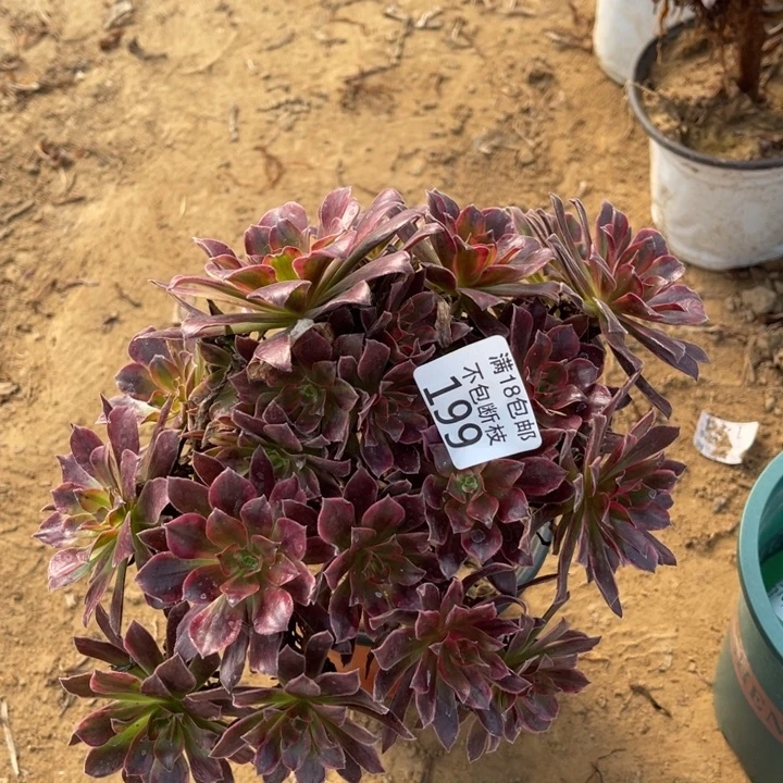 199蒙娜丽莎不圆2