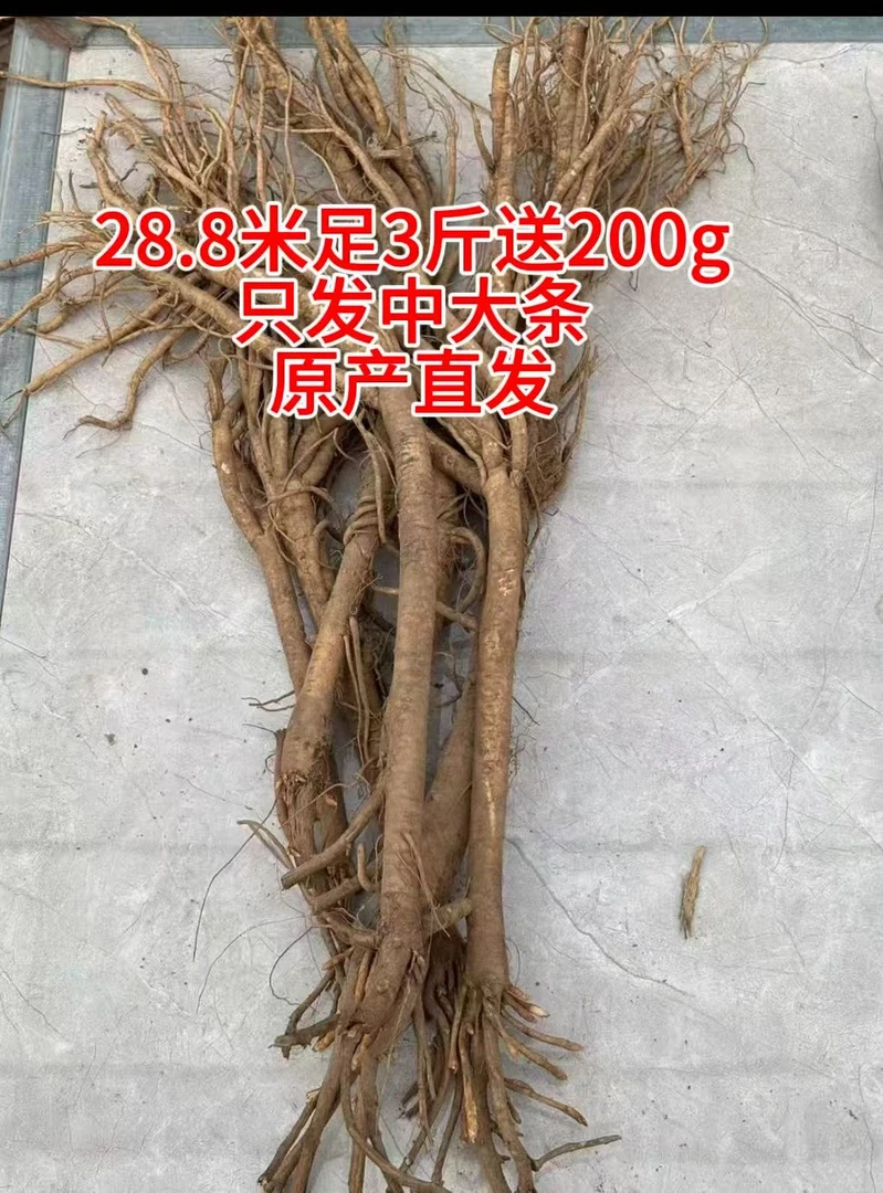 甘肃新鲜现挖黄芪整条当季鲜品可煲汤煮粥泡水原产地直发