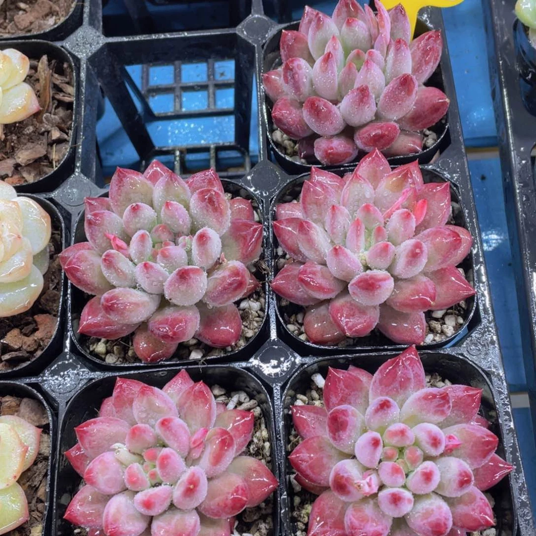 837号 全状态虞美人单头一个