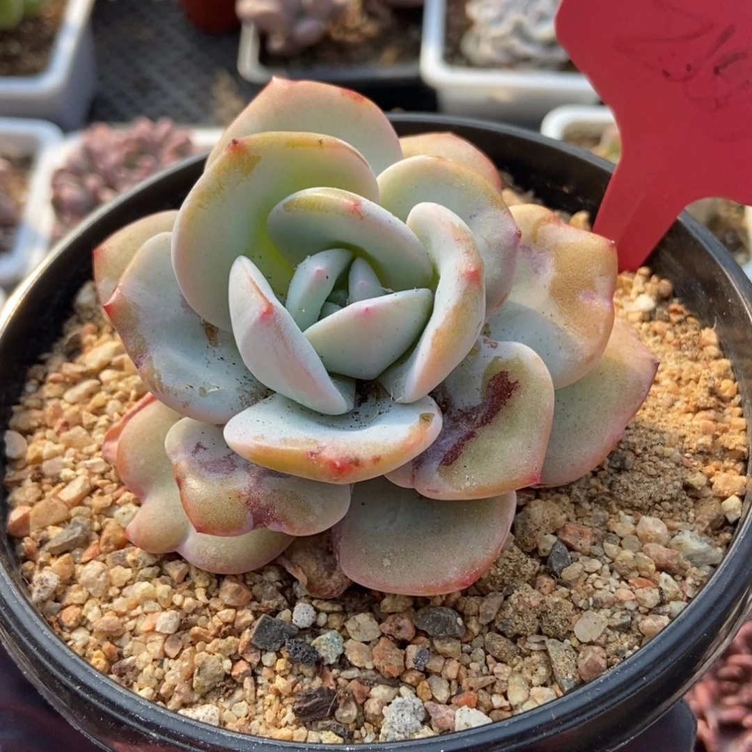 268奶茶多肉植物保护