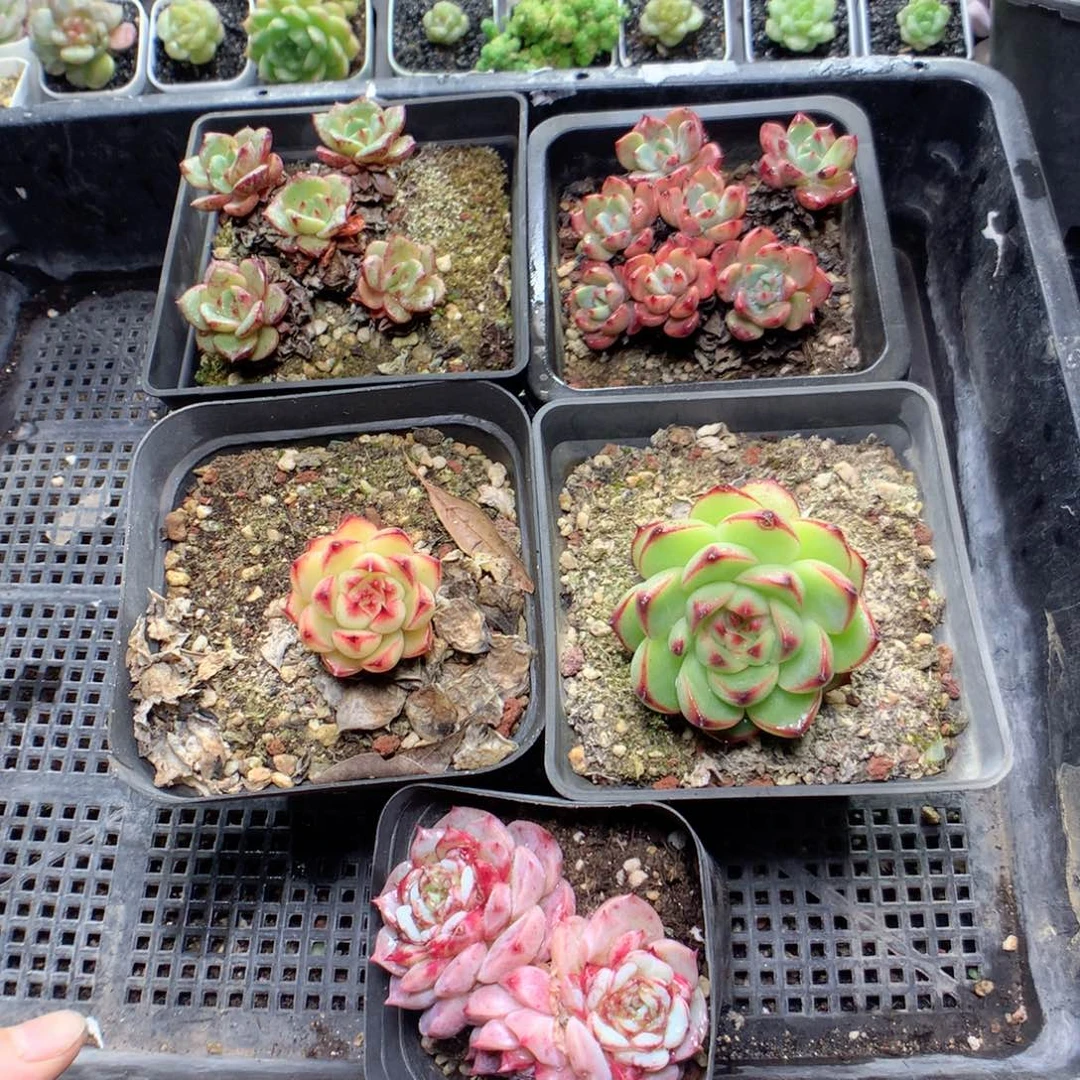 无花朵G141英语英语英语英语