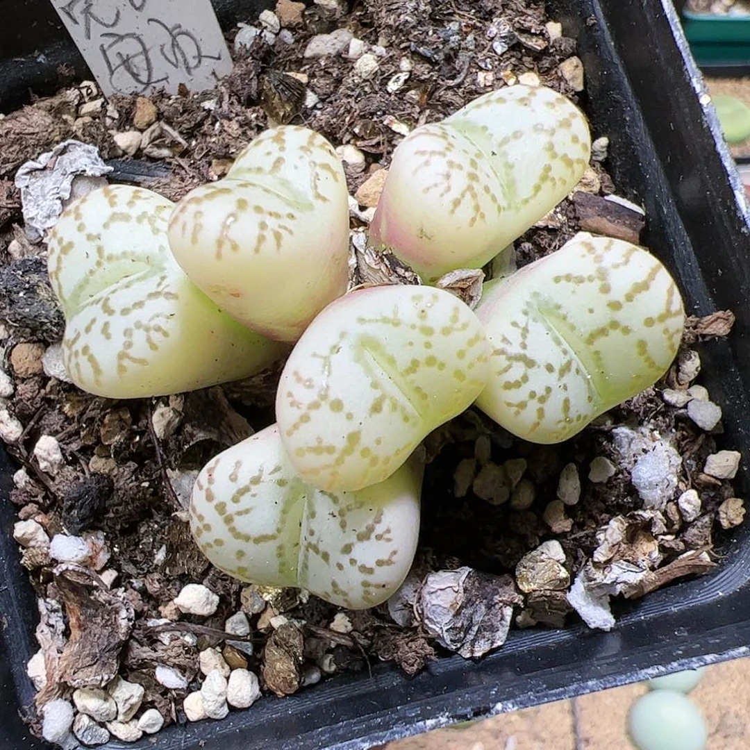 【闪购商品】269 霓虹锦福利