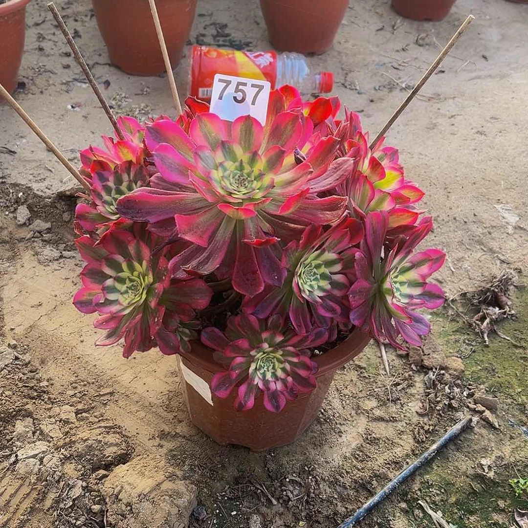 s***e多肉植物一物一拍757