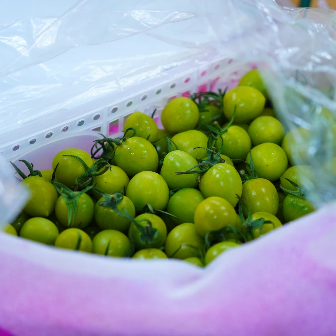 【顺丰次日达】绿色千禧果  小番茄 大件 整件发货