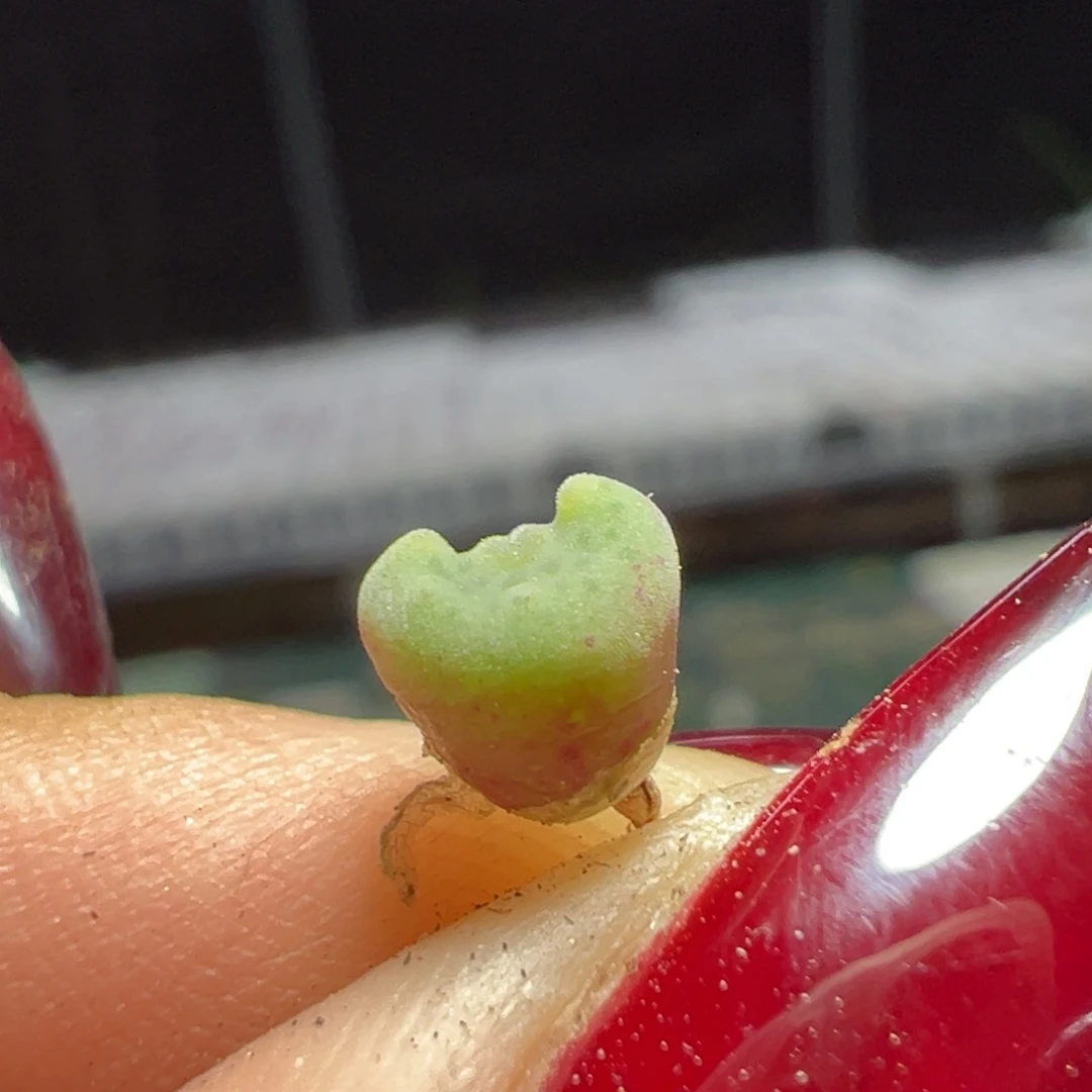 欣***荣毛弹弓杂多肉植物