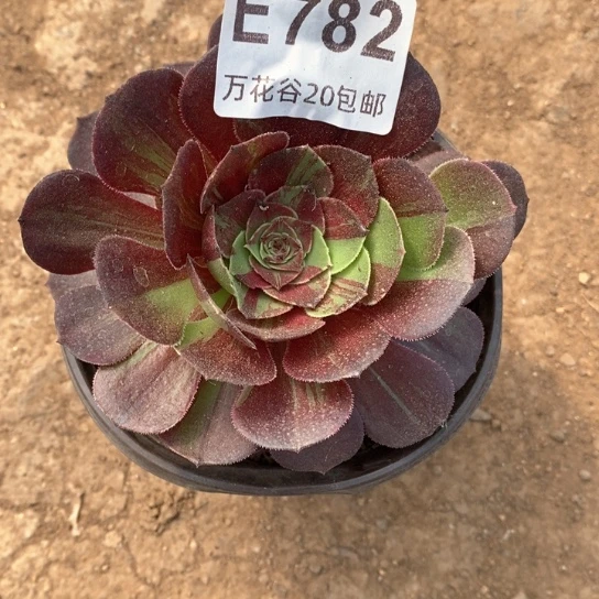 782花月夜多肉植物