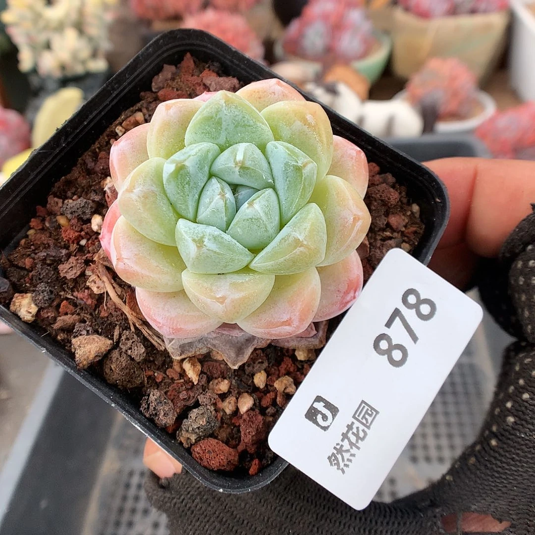 878雪媚娘多肉植物6666